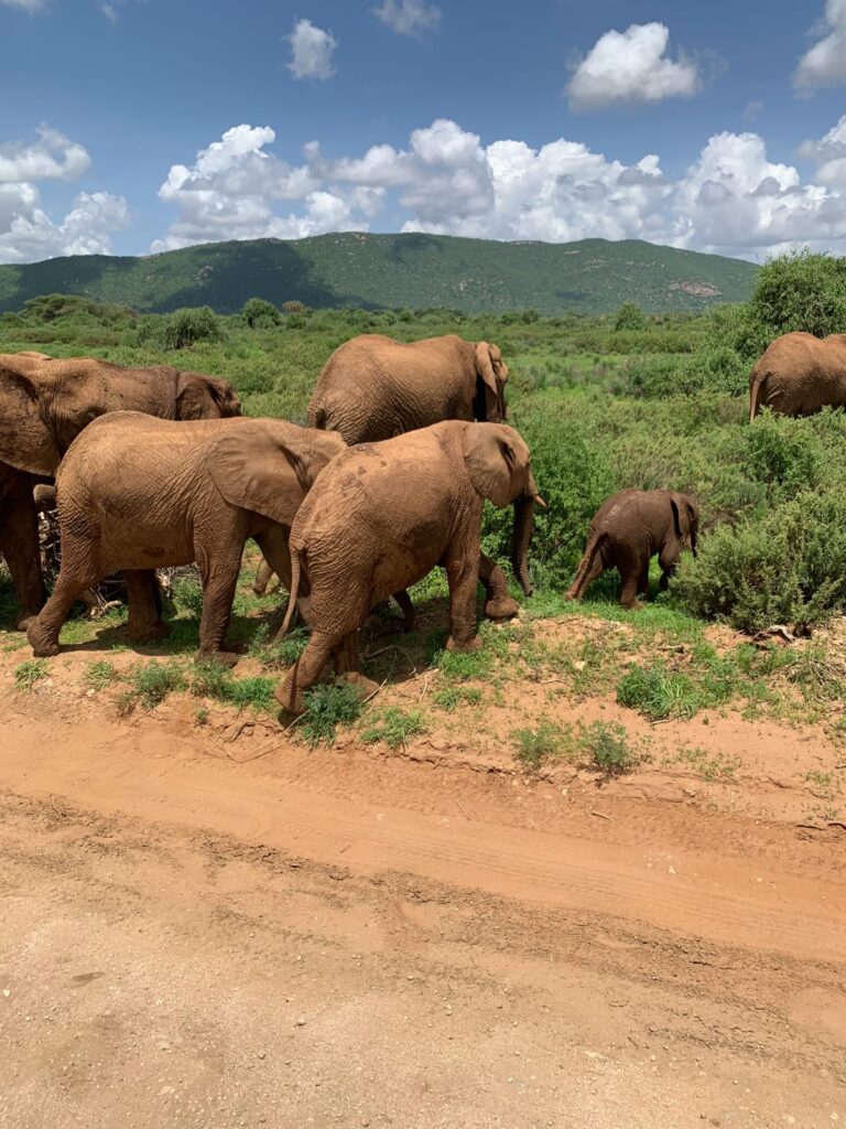 Is Samburu National Park Worth Visiting for Your First Safari