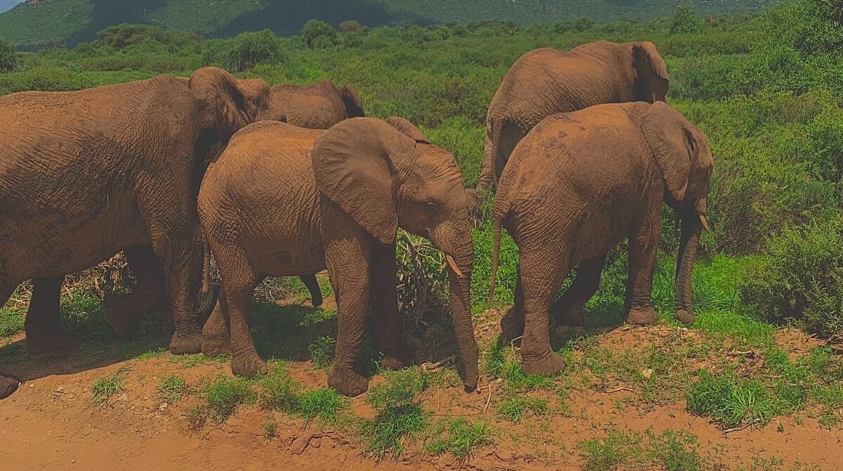 Is Samburu National Park Worth Visiting for Your First Safari? | Munzat Safaris