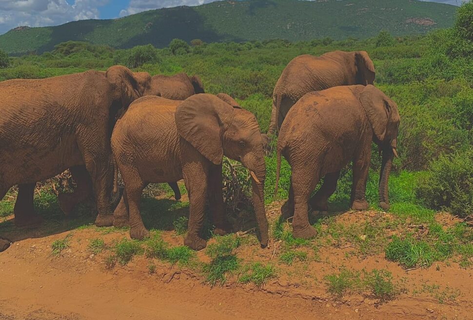 Is Samburu National Park Worth Visiting for Your First Safari