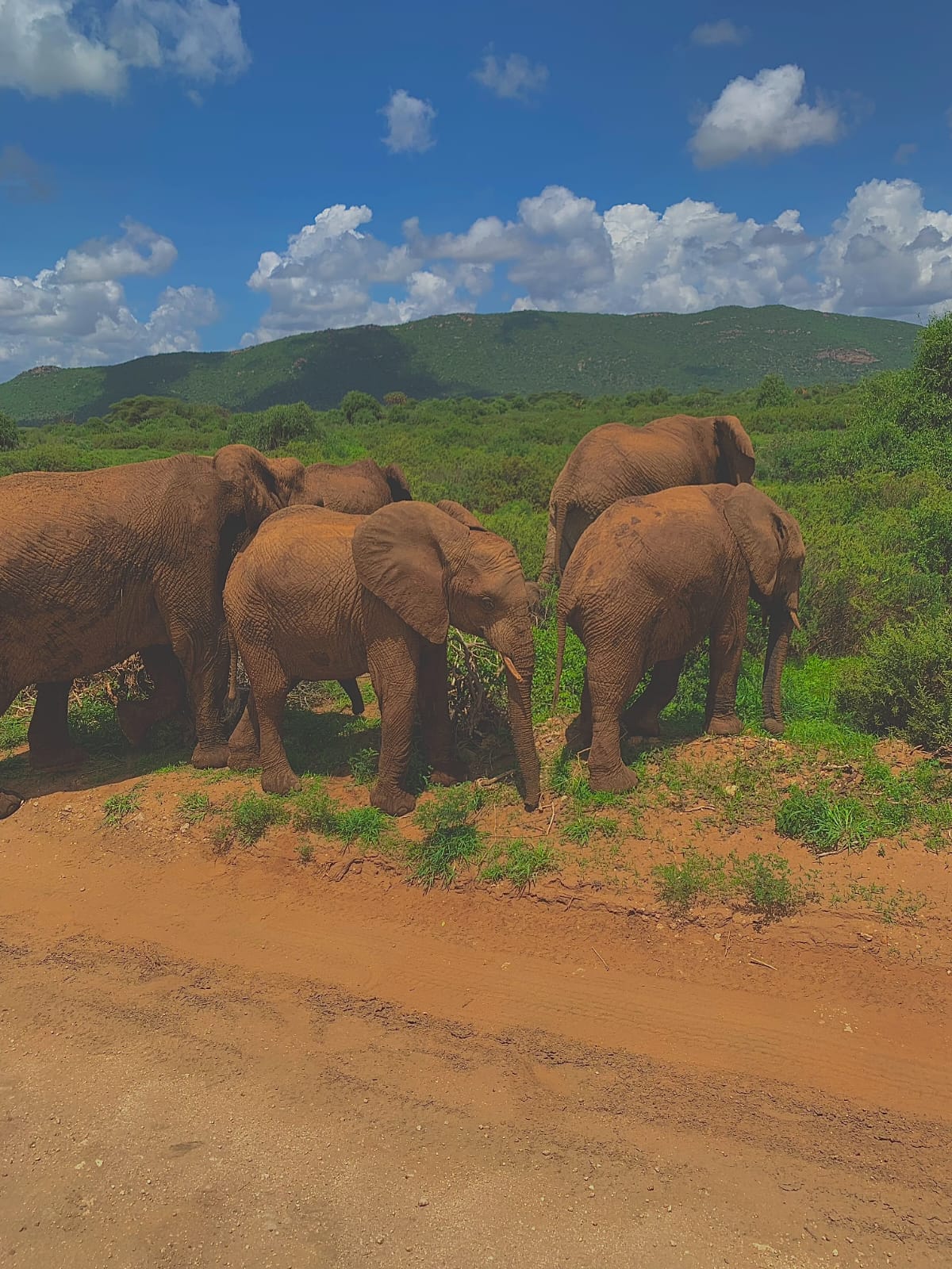 Is Samburu National Park Worth Visiting for Your First Safari