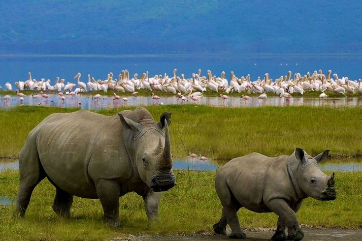 White Rhino