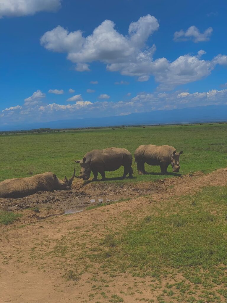 Best Safari Operators for Families with Young Children