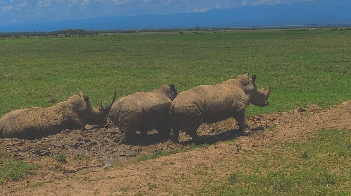 How Much Does a Kenya Safari Cost? Honest Pricing Guide for 2026