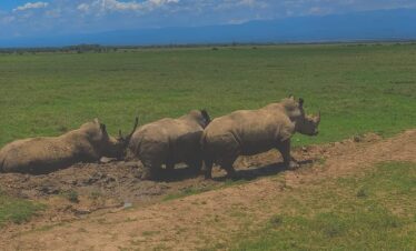 8 DAYS KENYAN CLASSIC SAFARI