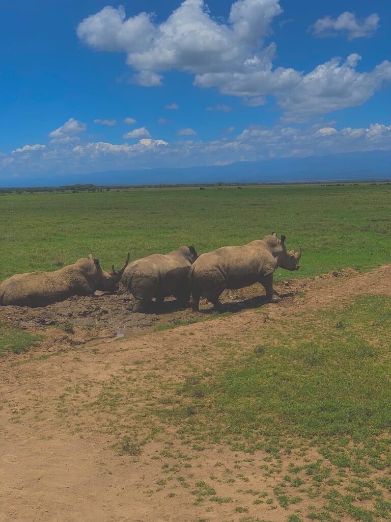 How Much Does a Kenya Safari Cost? Honest Pricing Guide for 2026