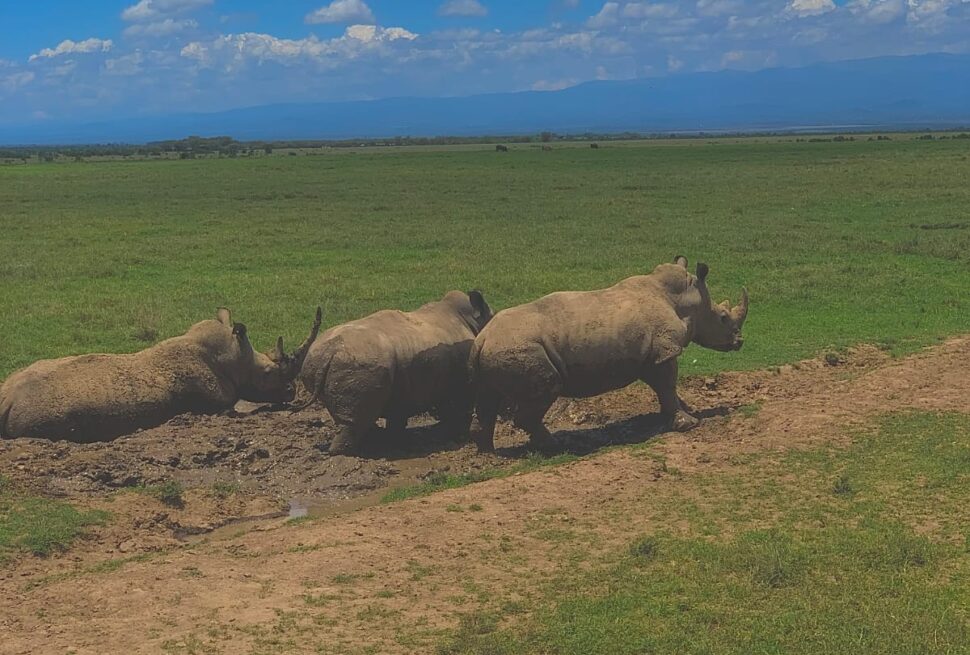 How much does a Kenya safari cost