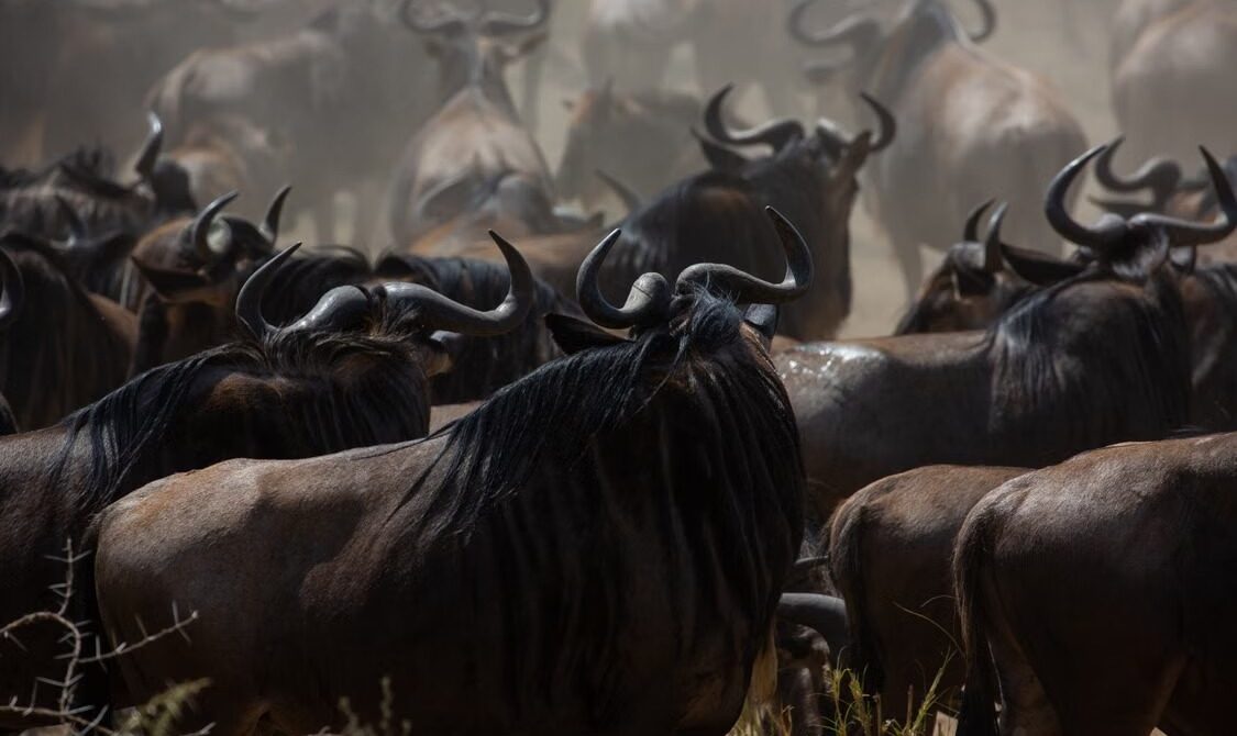 Is a Kenya Private Safari Operator Worth the Extra Cost in Kenya?