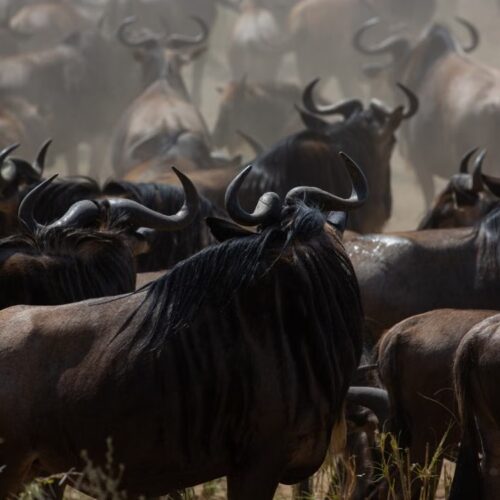 Is a Tanzania safari really worth the cost