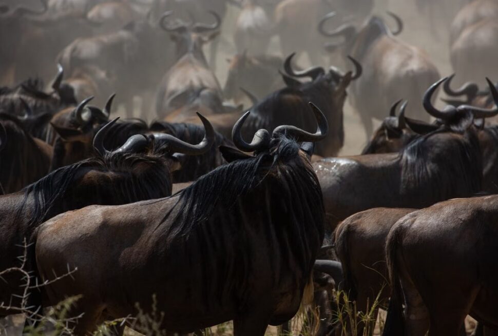 Is a Tanzania safari really worth the cost