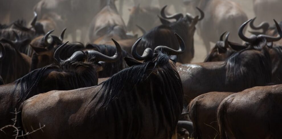 Is a Tanzania safari really worth the cost