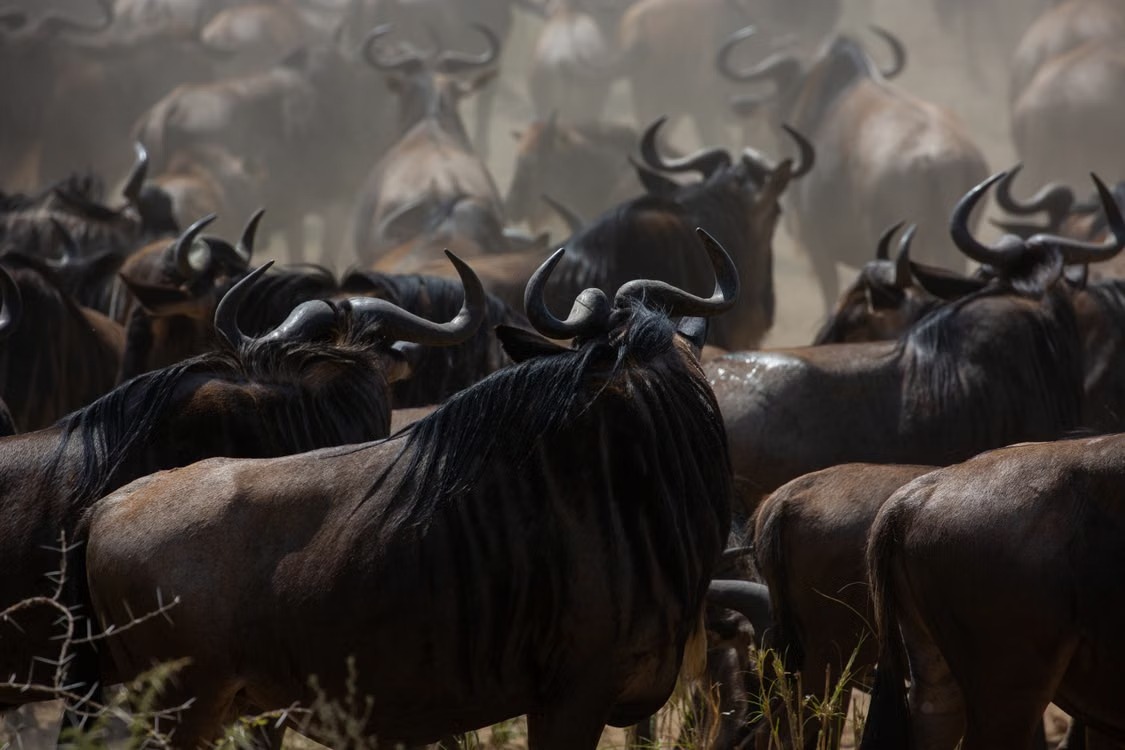 Is a Tanzania safari really worth the cost