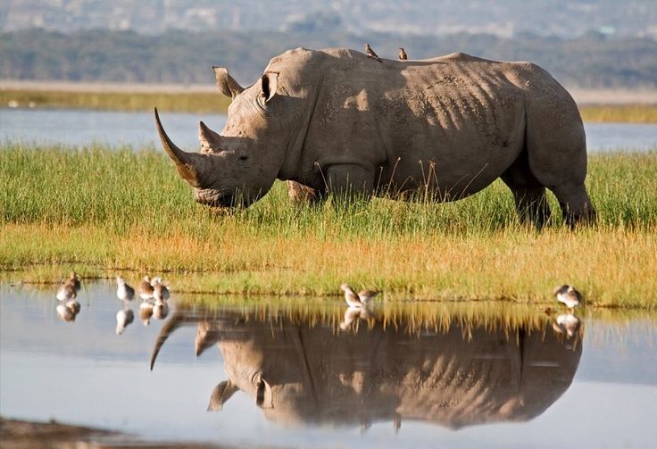 White Rhino in Nakuru National Park