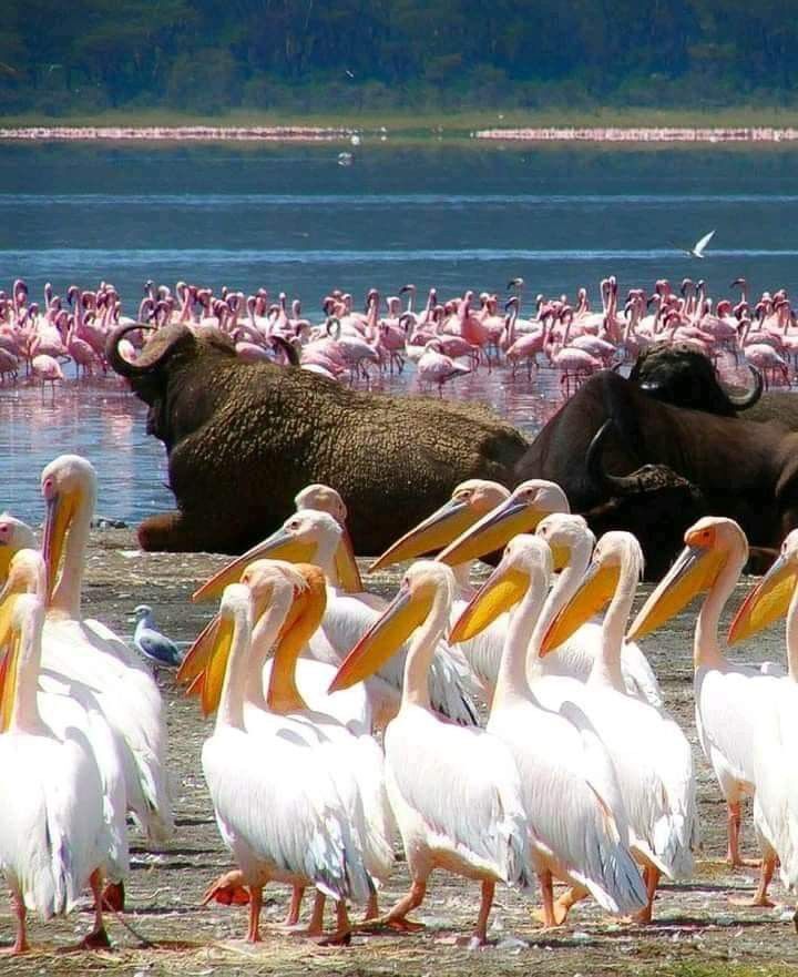 Wildlife In Lake Nakuru National park