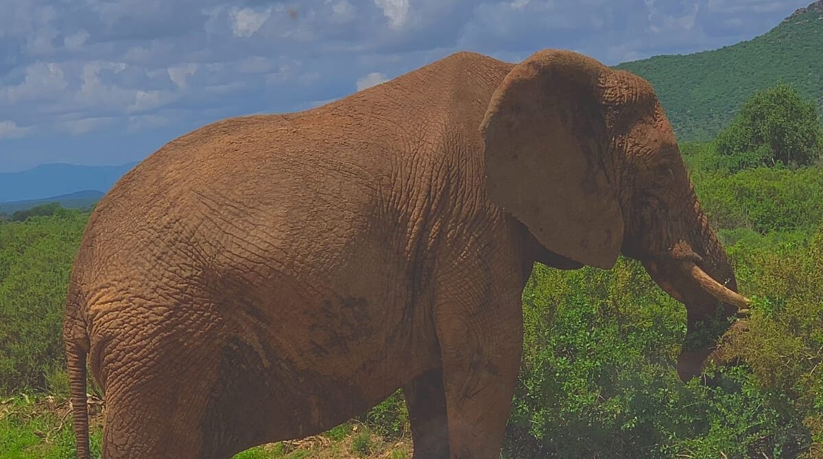 How Close Can You Get to Wildlife on Safari? A Tour Operator’s Expert Guide | Munzat Safaris