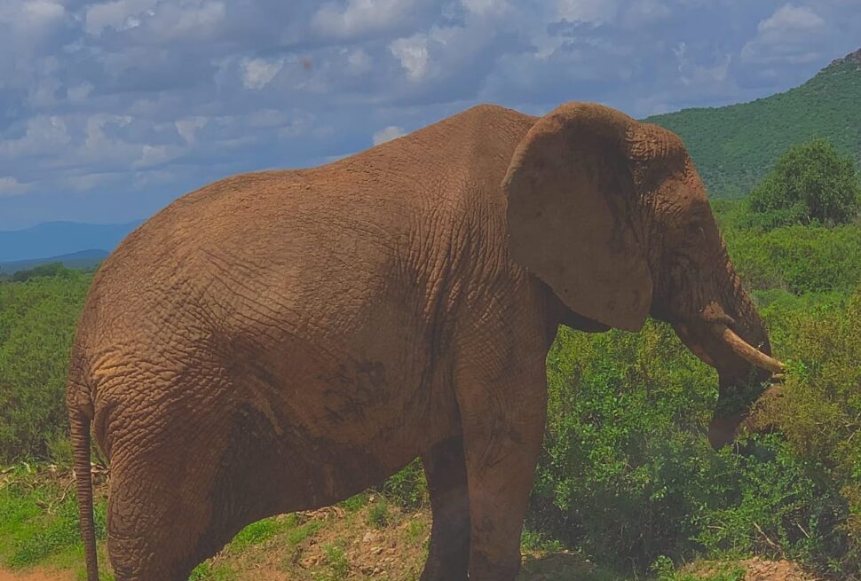 Is Samburu National Park Worth Visiting for Your First Safari