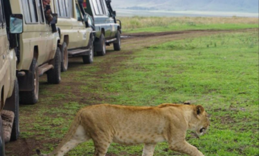 Game drives in Soysambu Conservancy
