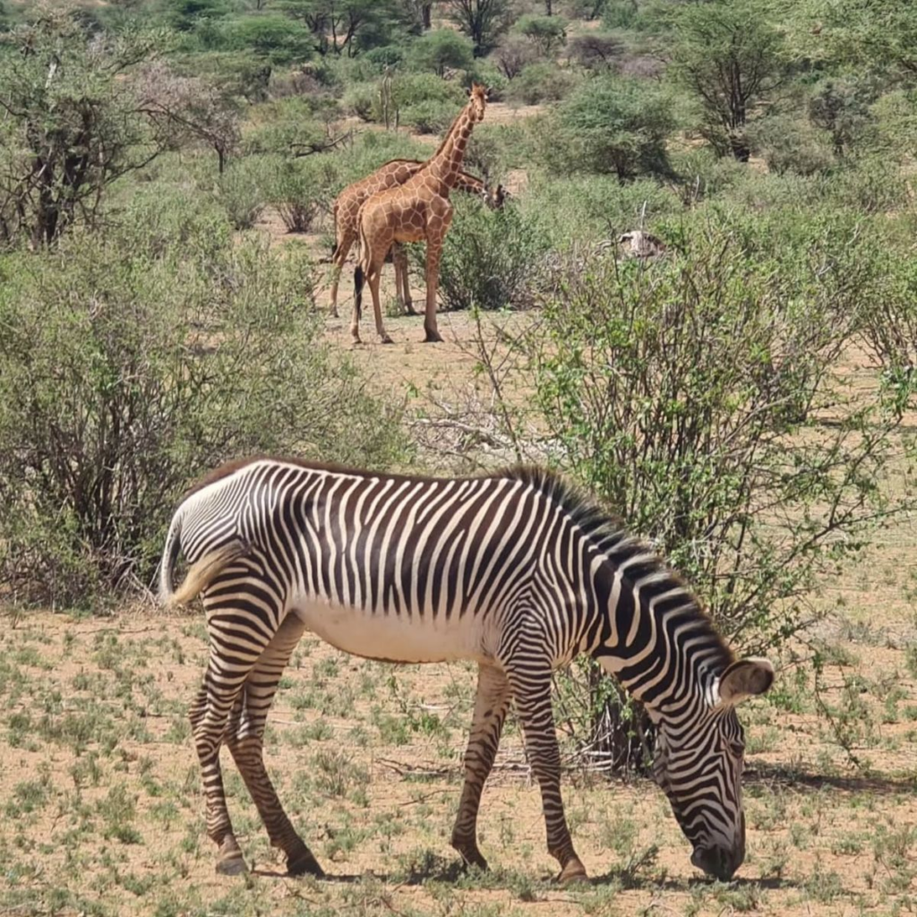 Jambo Mutara Camp