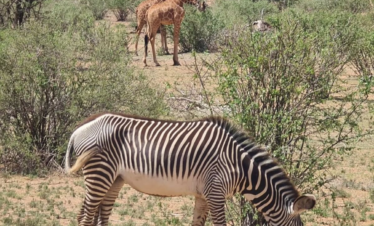 Is Samburu National Park Worth Visiting for Your First Safari