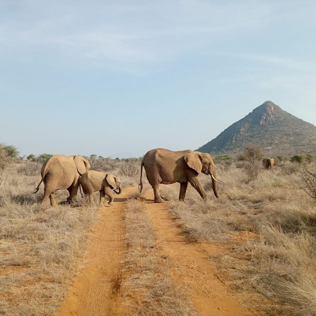 Elephants in the wild