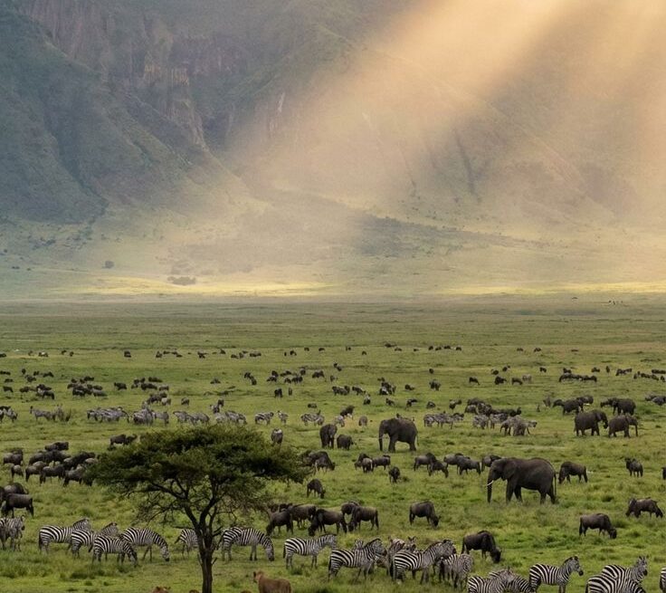 How to Choose the Right Safari Operator