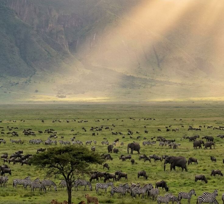 How to Choose the Right Safari Operator | Expert Guide by Munzat Safaris