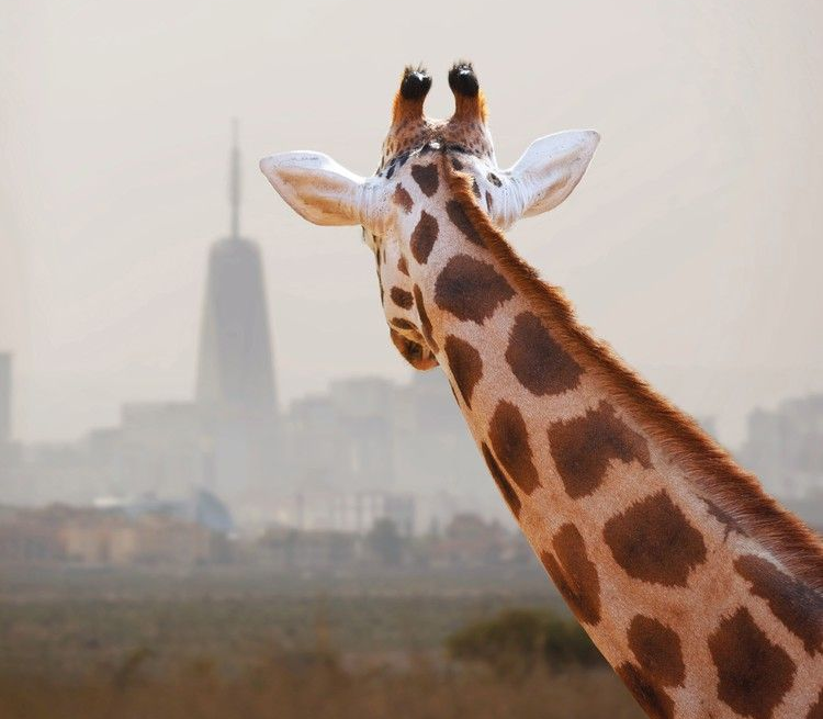 Giraffe in Nairobi National Park