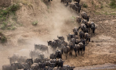 Wildebeest migration