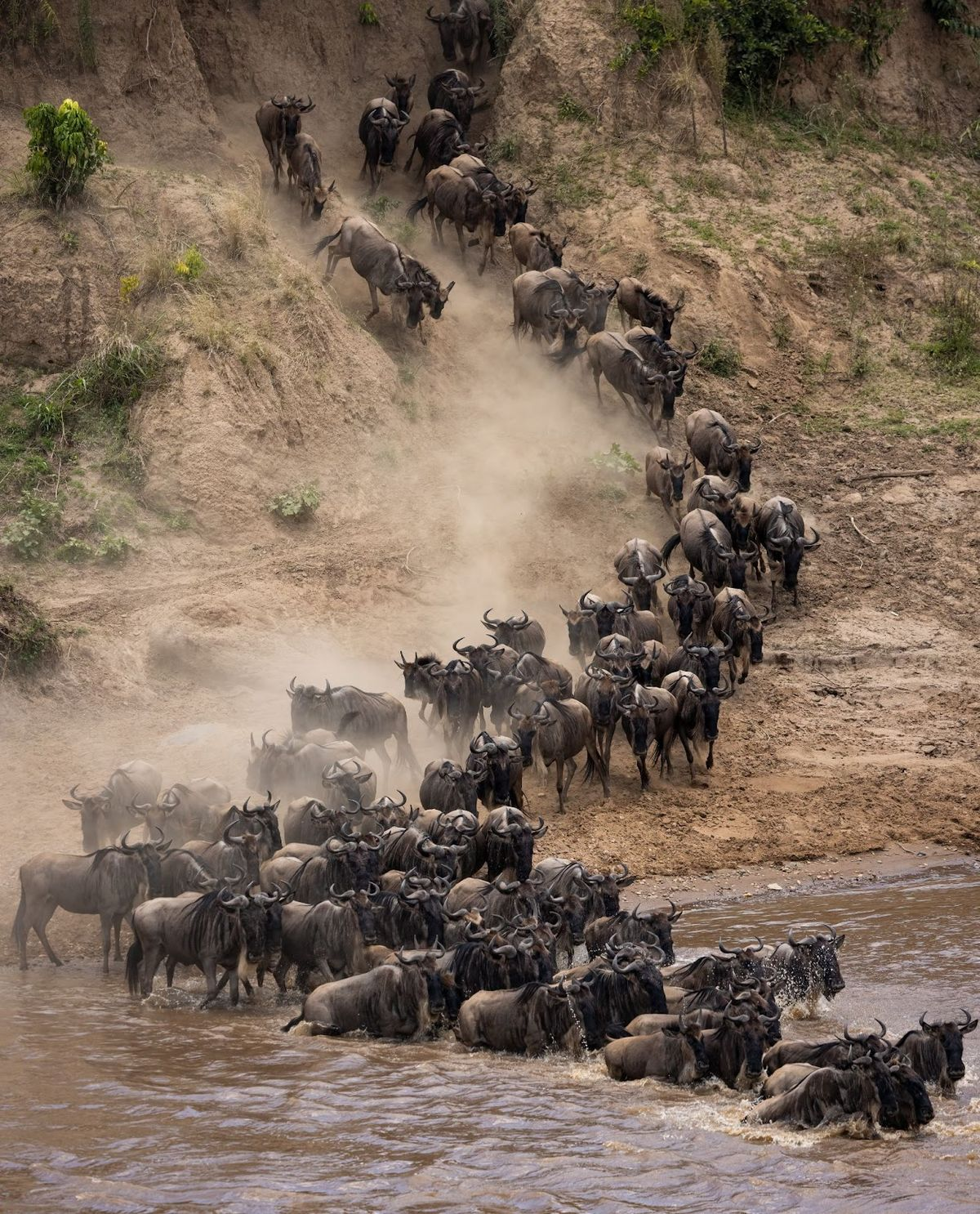 Wildebeest migration