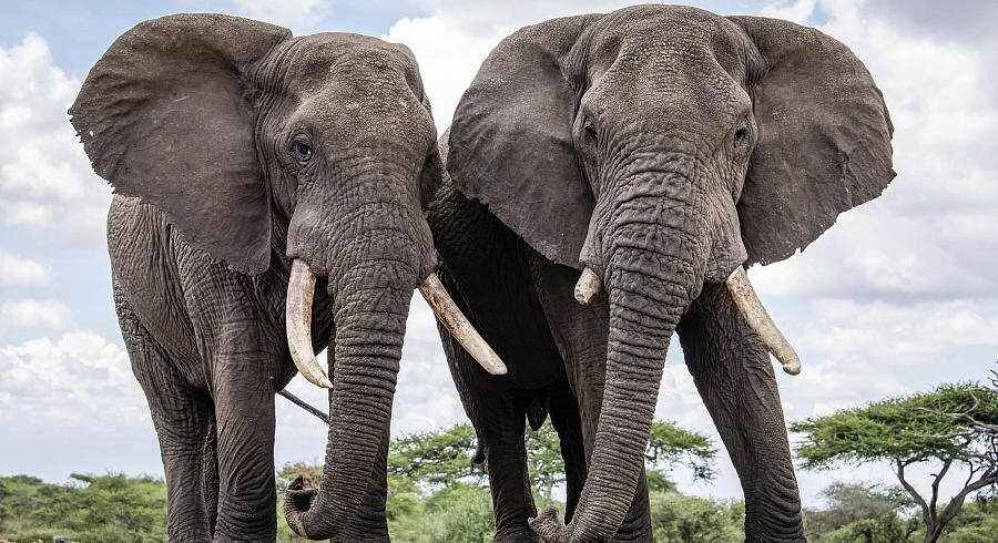 Amboseli National Reserve