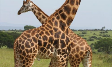 Mwea Nationa Reserve