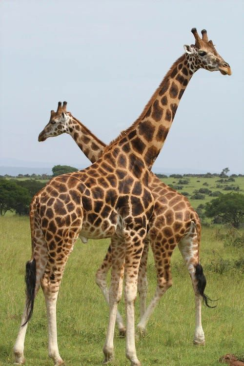 Mwea Nationa Reserve