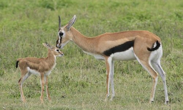 Tanzania Big Five Safari