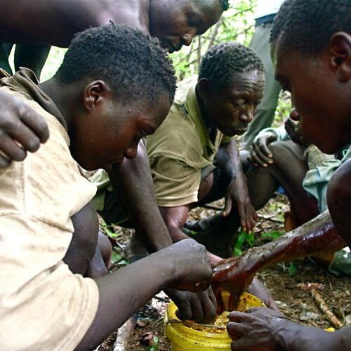 Tanzania Camping Safaris
