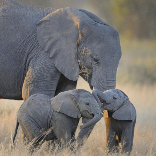 How Many Days Do you Need for a Kenya Safari? Expert Guide (2026)