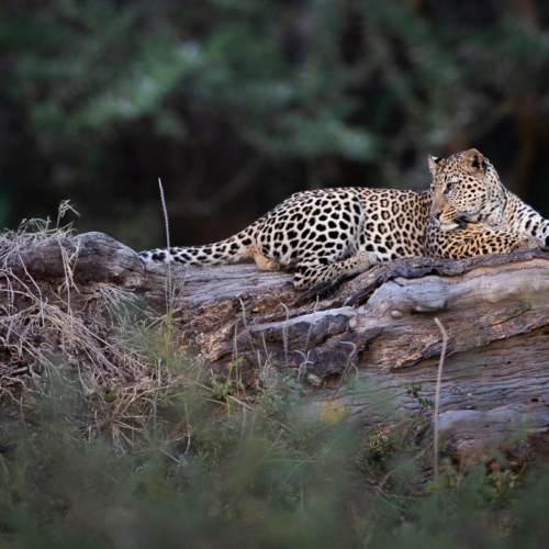 Munzat Safaris