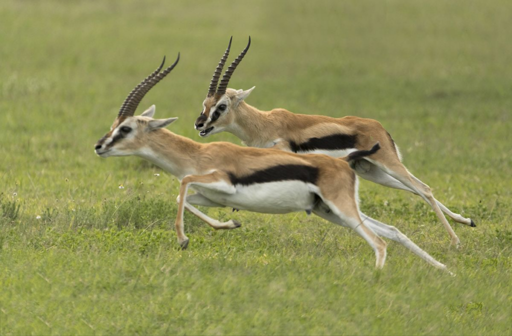 Mwea National Reserve: Kenya’s Quiet Wetland Wilderness
