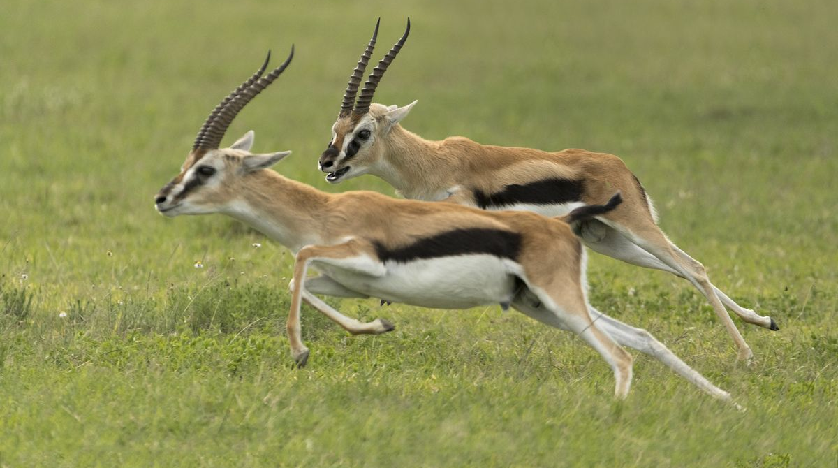 Mwea National Reserve: Kenya’s Quiet Wetland Wilderness