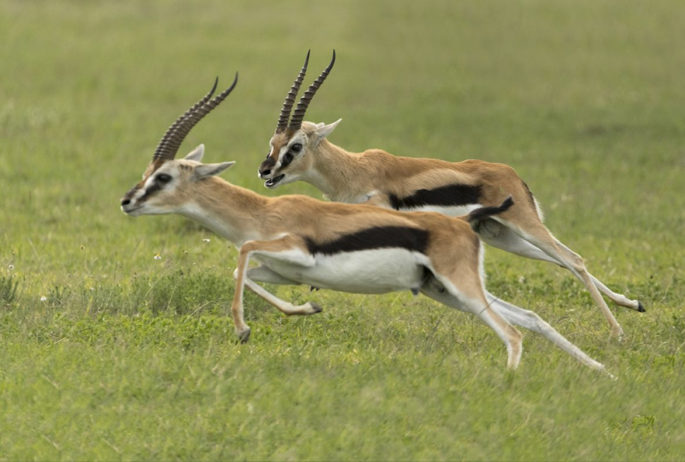 Mwea National Reserve