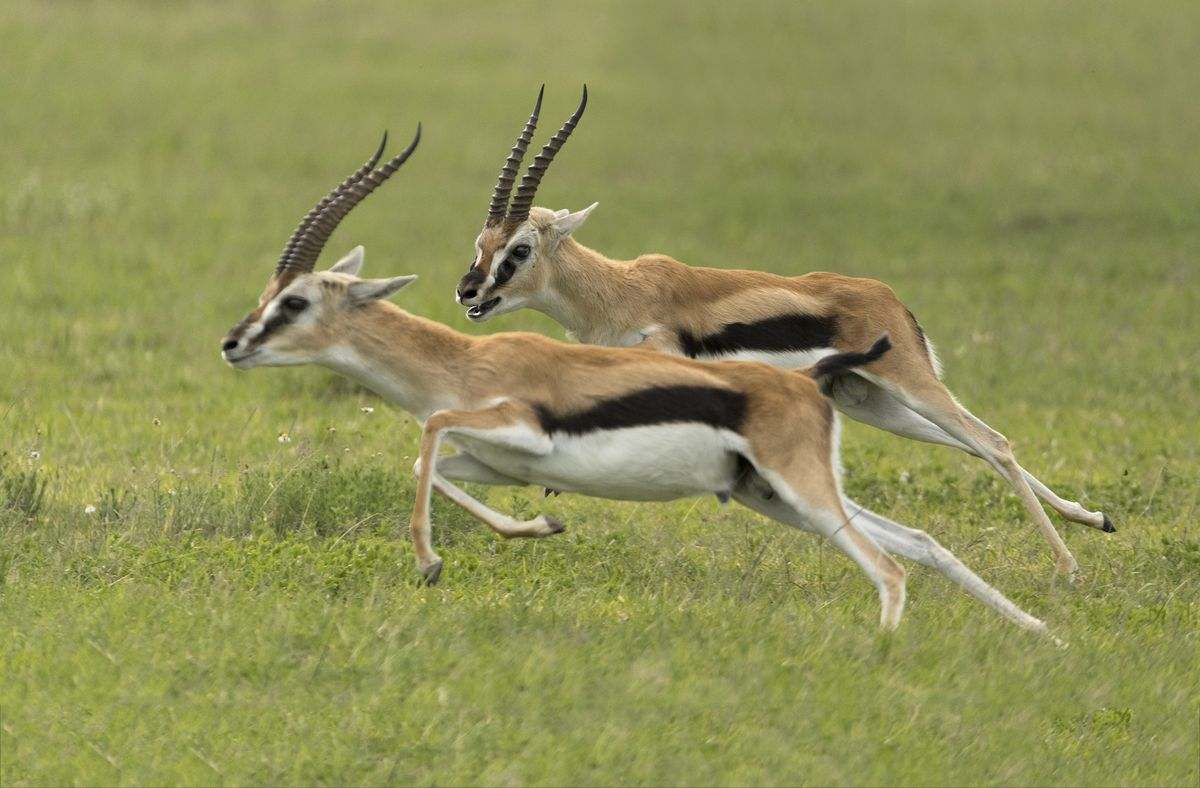 Mwea National Reserve