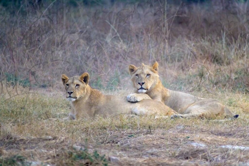 Kenya Safari Itinerary