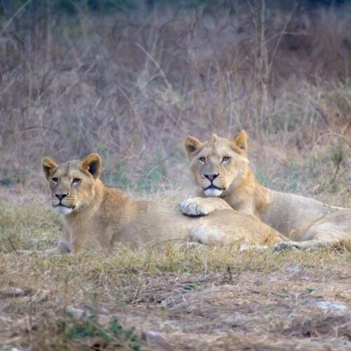 Kenya Safari Itinerary