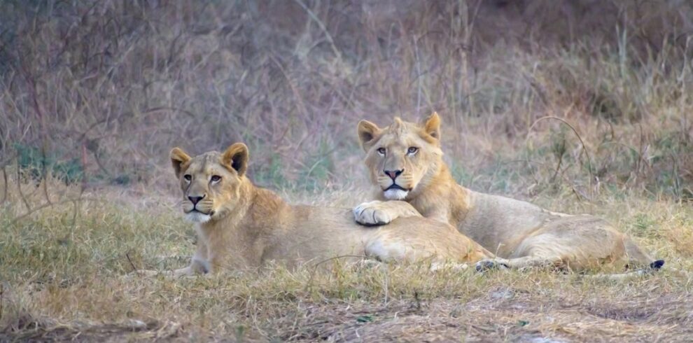 Kenya Safari Itinerary