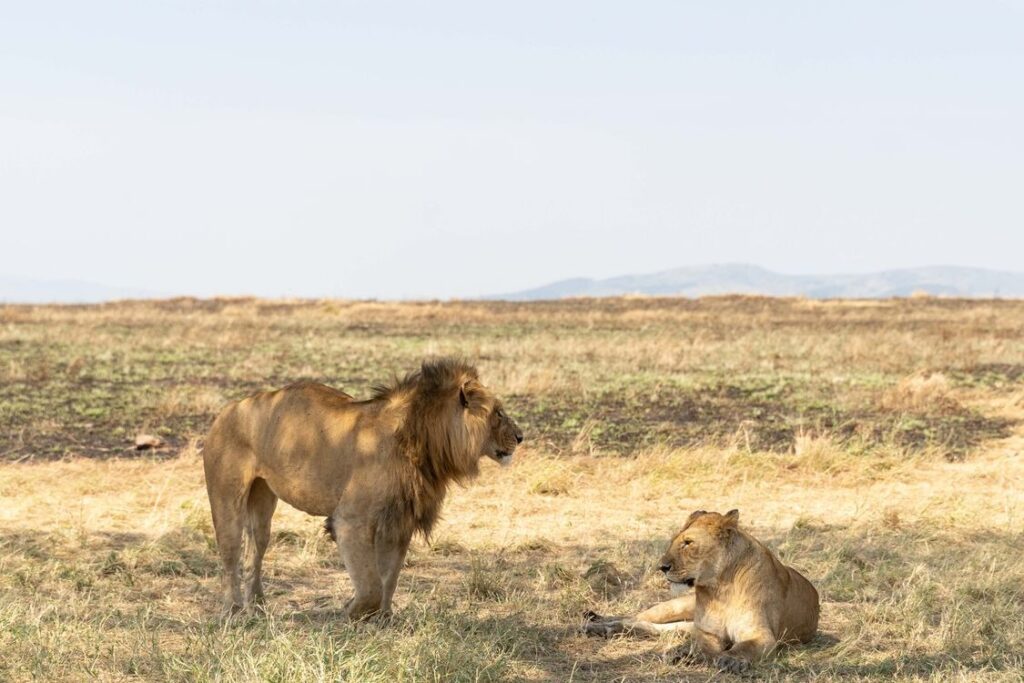 Affordable Kenya Safari