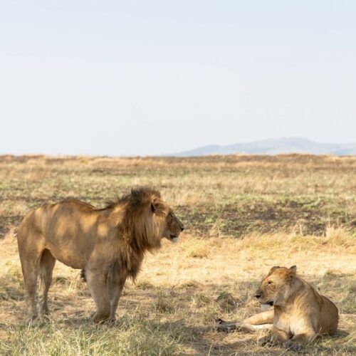 Is a Tanzania safari really worth the cost