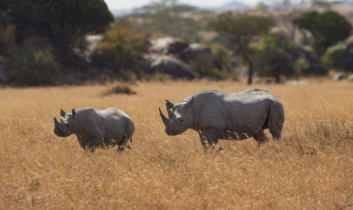 Is a Group Safari or Private Safari Better for Couples? | Munzat Safaris