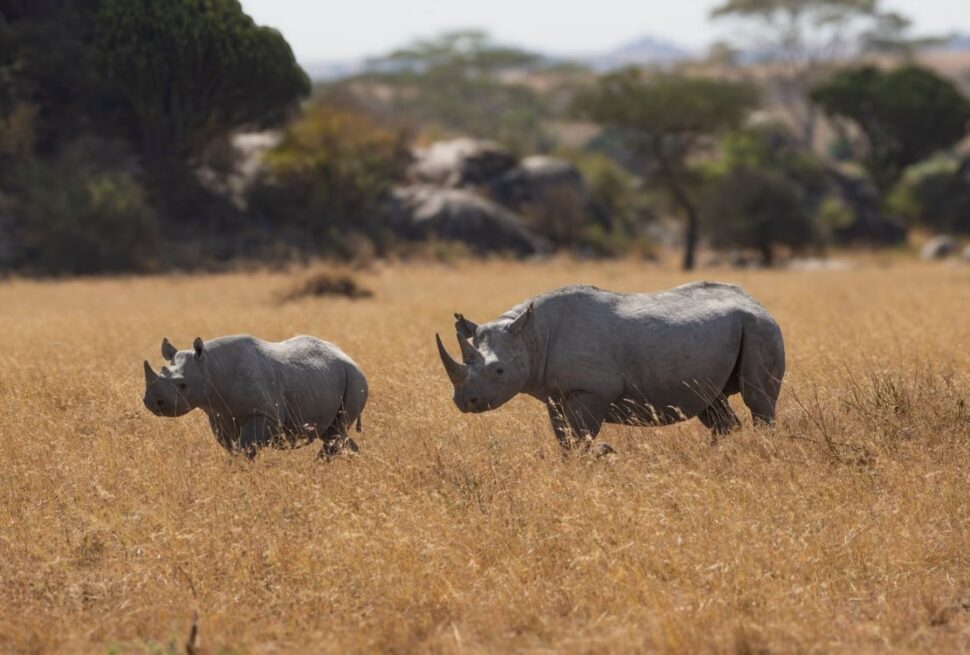Is a Group Safari or Private Safari Better for Couples