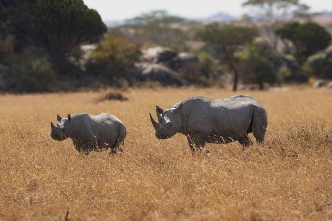 Is a Group Safari or Private Safari Better for Couples