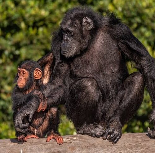 Ol Pejeta Conservancy Safari Itinerary