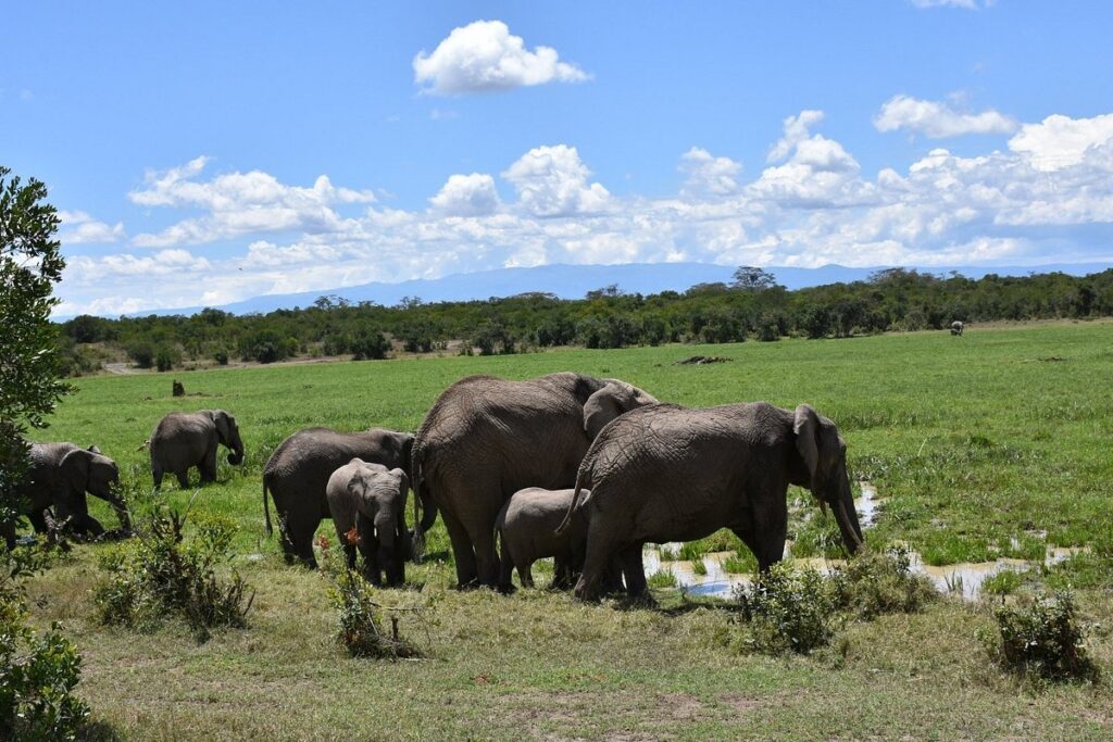 Is a Tanzania Safari Worth It