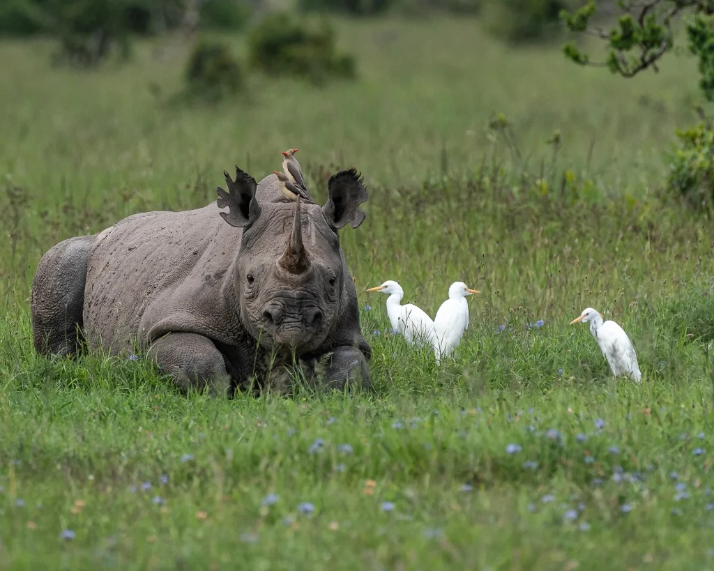 Ol Pejeta Conservancy Safari Itinerary